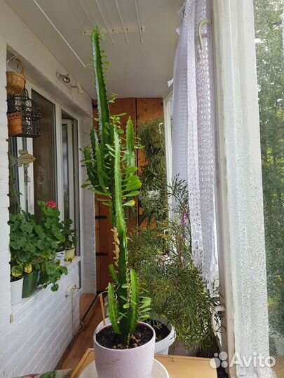 Эуфорбия, молочай трехгранный, 1,5 м