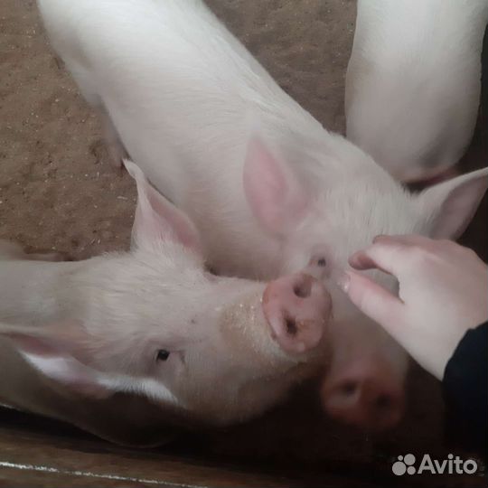 Топлёный нутряной жир