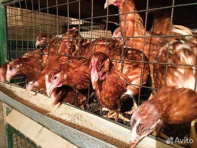 Куры несушки легорн