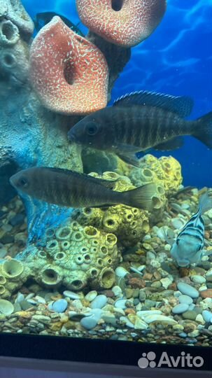 Аквариумные рыбки