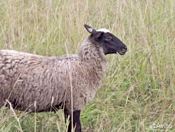 Стадо баранов