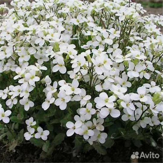 Арабис Кавказский