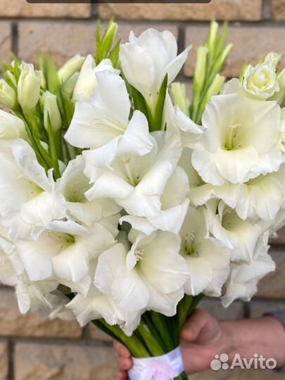 Гладиолусы белые 21 шт
