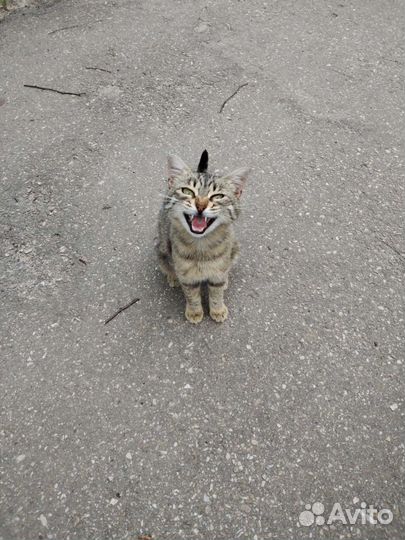 Кошечка