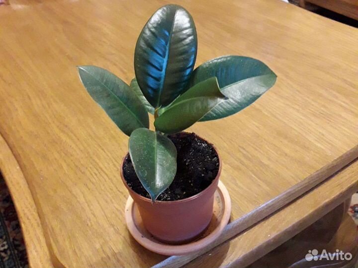 Оксалис,Хлорофитум,Алоэ,Фикус,Антуриум