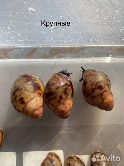 Продам улиток архахатина маргината сутуралис