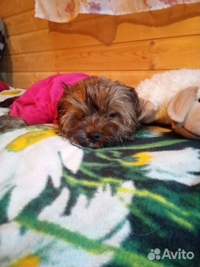 Собака мальчик вязка