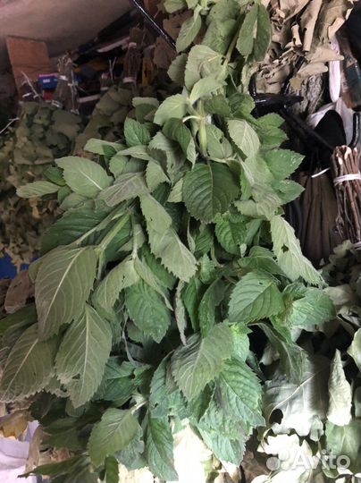 Мята сортовая