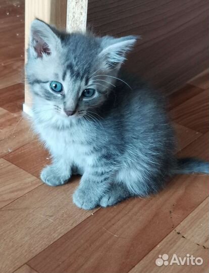 Котенок, котята в хорошие руки