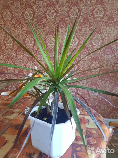 Комнатные цветы