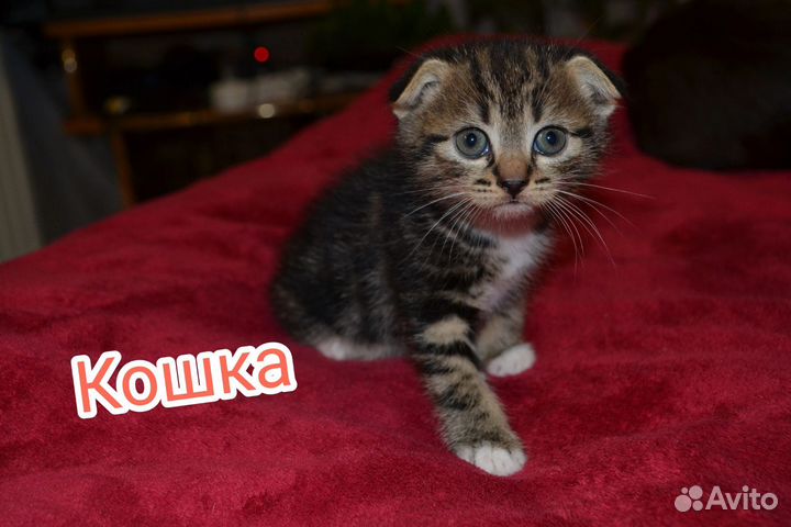 Кошки в добрые руки