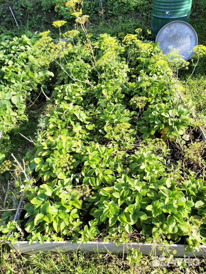 Земляника ремонтантная рассада(не усы)