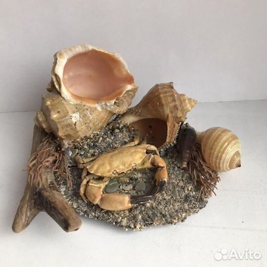 Поделки из морских ракушек рапан с крабами