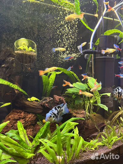 Рыбки гуппи