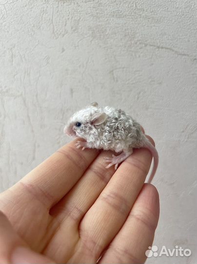 Декоративные кудрявые мыши Texel (Тексель)