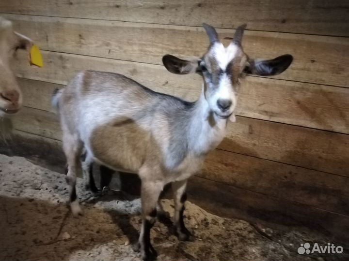 Продам дойных коз, козлят и племенного козла