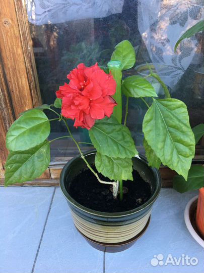 Гибискус Китайская роза