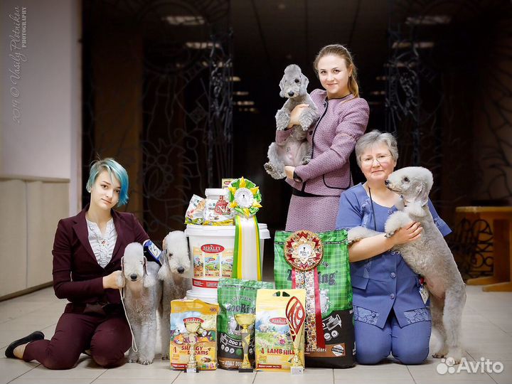 Хендлер для Вашей собаки