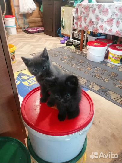 Котики. 2 месяца