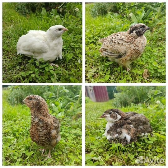 Инкубационное яйцо перепелов