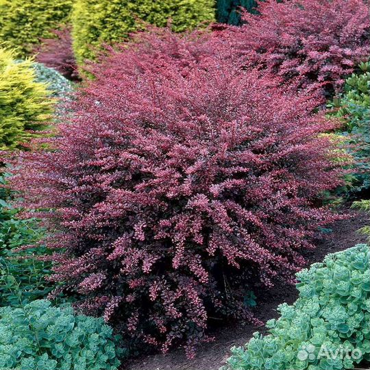 Бересклет, барбарис, Ива нитида