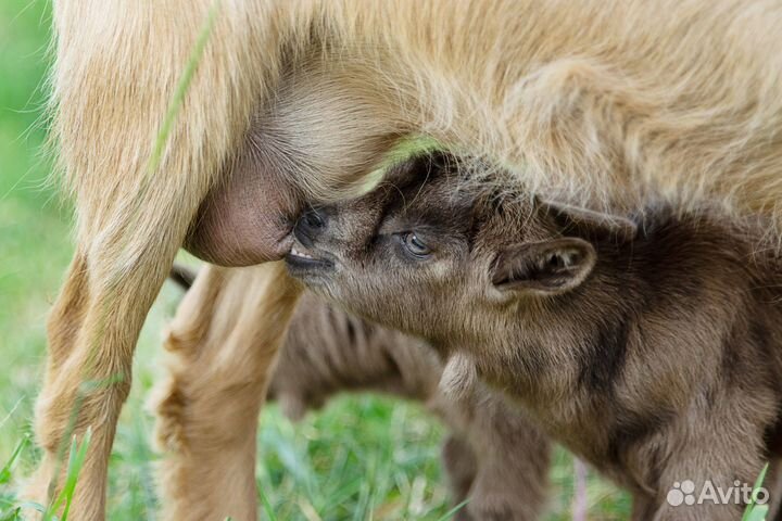 Продам камерунского козлика