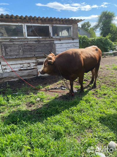Бык на племя