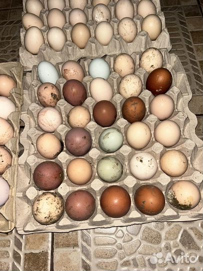 Продается яйцо пищевое и инкубационое