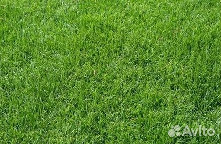 Укладка Рулонного газона