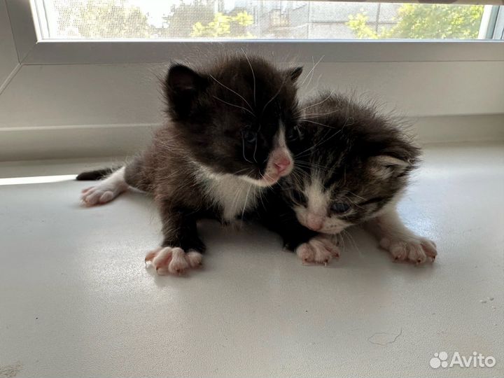 Котята бесплатно