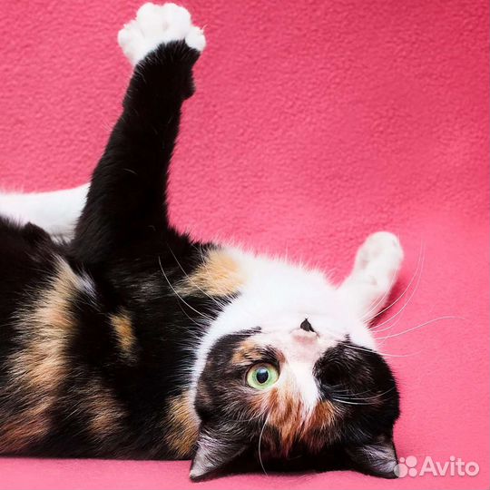 Трехцветную Ванду никто не замечает