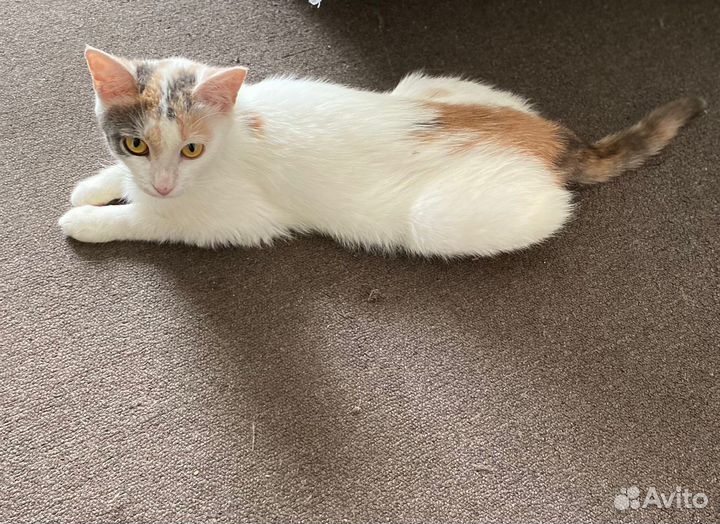 Кошке Аленушке нужен дом или передержка