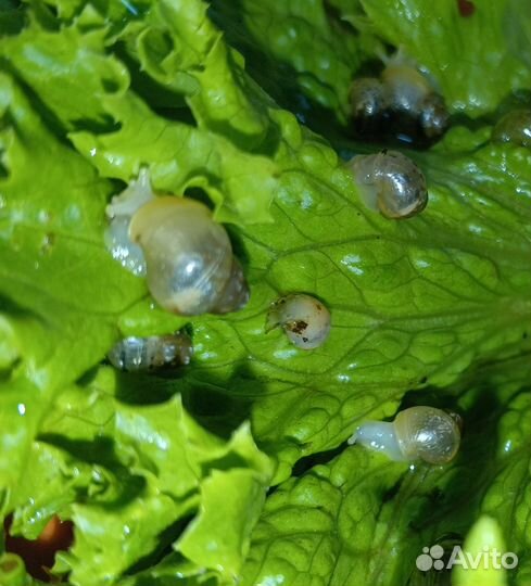 Улиточки Ахатина