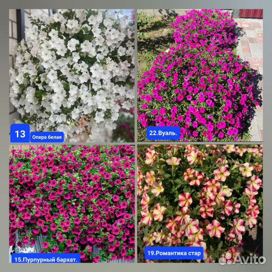 Рассада петунии