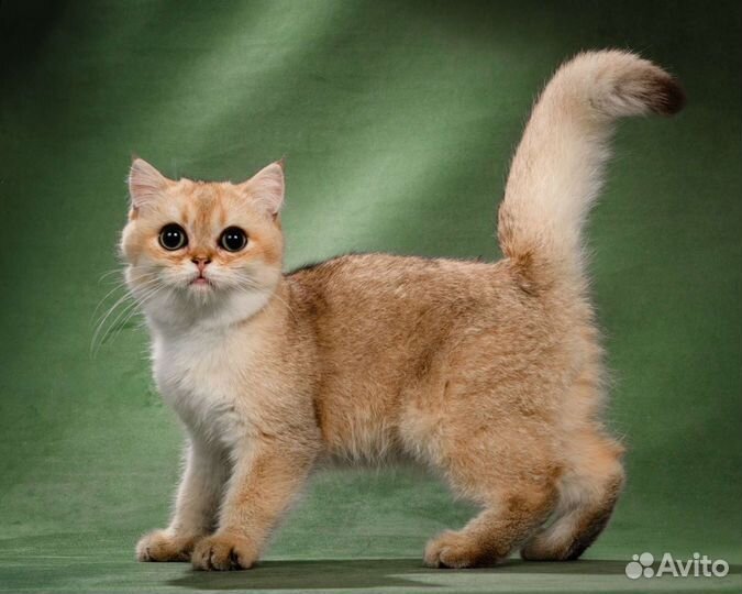 Британский плюшевый мальчик