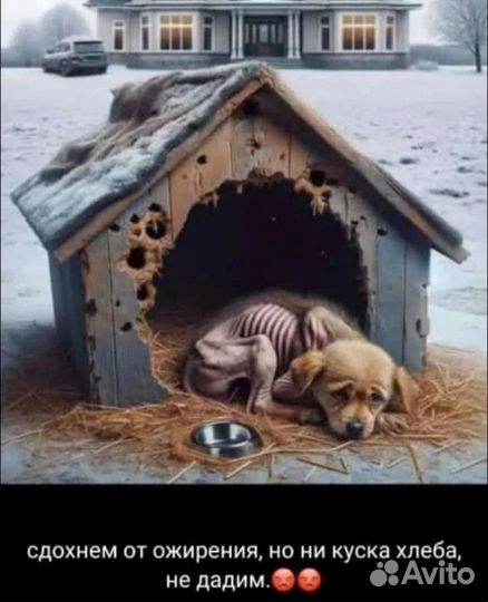 Корм для собак