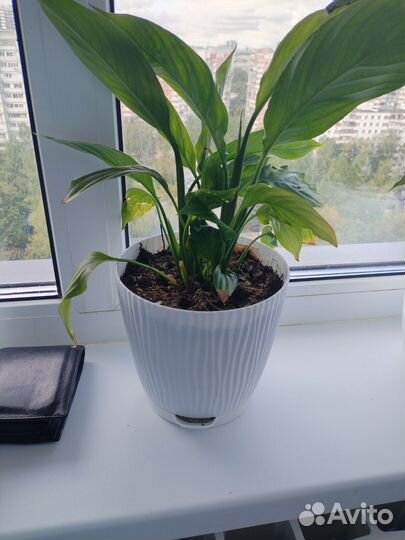 Комнатные растения