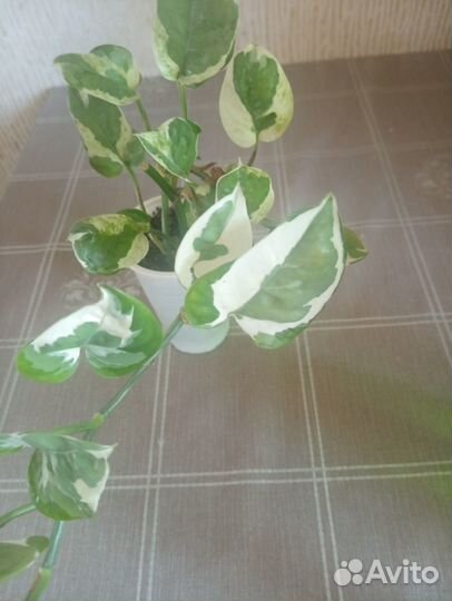 Эпипремнум Н джой