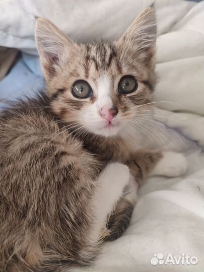 Котенок (мальчик) в добрые руки