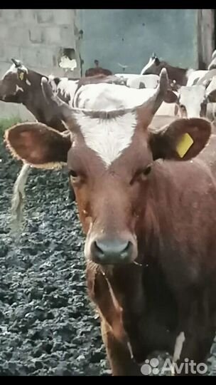 Нетеля телки