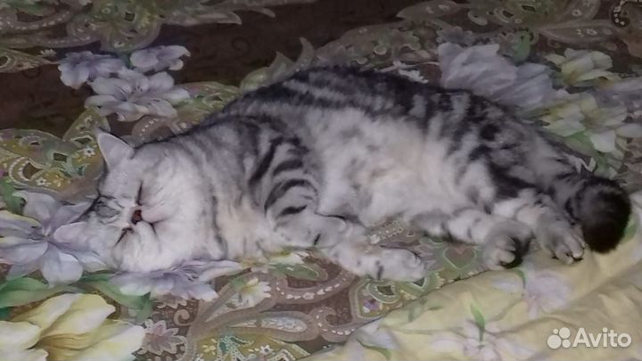 Котик саймон - очень ждет, Экзот, клубный