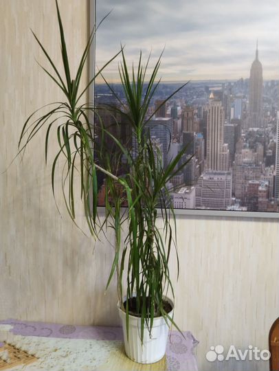 Пальма драцена