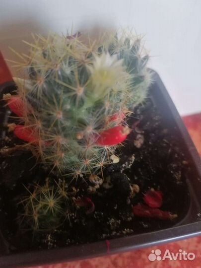 Кактус маммиллярия Израстающая