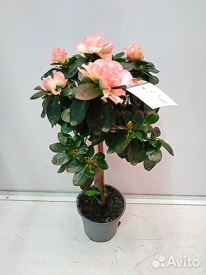 Азалия штамбовая