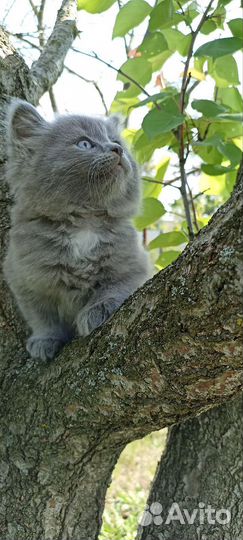 Отдаём катят в добрые руки