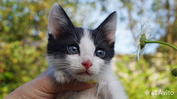 Котята мальчики Том и Джерри