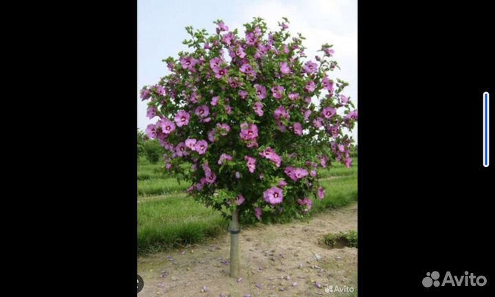 Сортовые гибискусы древовидные Сирийские, Болотные