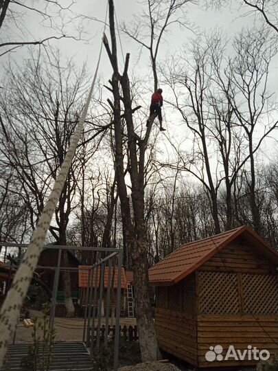 Спил деревьев