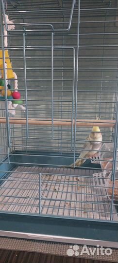 Корелла, с клеткой