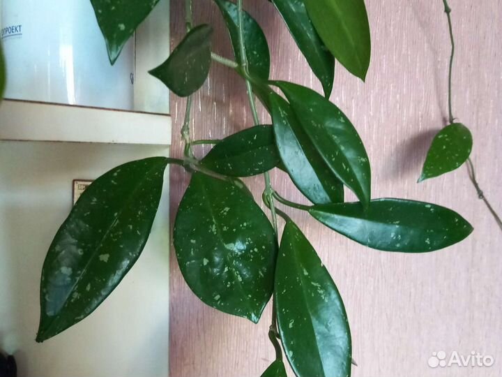 Хойя сортовая